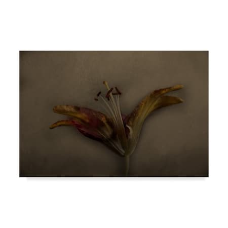 Lori Hutchison 'Asiatic Lily' Canvas Art,22x32